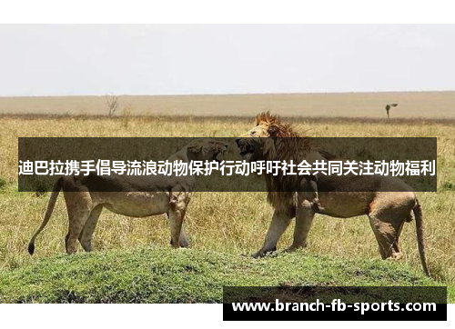 迪巴拉携手倡导流浪动物保护行动呼吁社会共同关注动物福利 迪巴拉携手倡导流浪动物保护行动呼吁社会共同关注动物福利